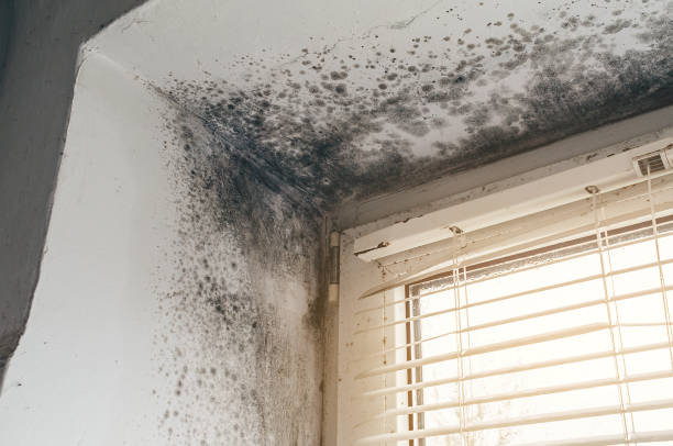 Affordable Black Mold Remediation solutions in Fairplay, MD